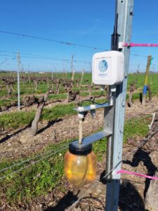 Capteur de gel Weenat installé dans une parcelle de vigne du Saumur-Champigny